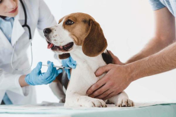 15 feil som er gjort med hunder - 1. Forsømmelse av vaksinasjonsskjemaet