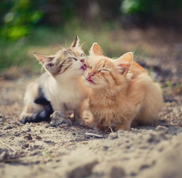 Hvorfor slikker katter hverandre?  - Katter slikker hverandre for et vennlig bånd
