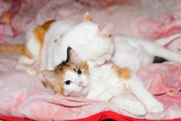 Hvorfor slikker katter hverandre?  – Har du lagt merke til en sykdom?