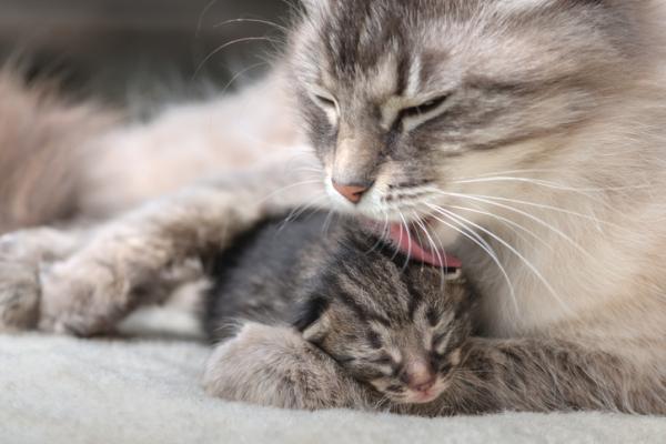 Hvorfor slikker katter hverandre?  – Hvorfor slikker katter ungene sine?