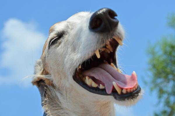 Hva skal jeg gjøre hvis hunden min har mistet tennene?  – Hvorfor mister hunder tennene?