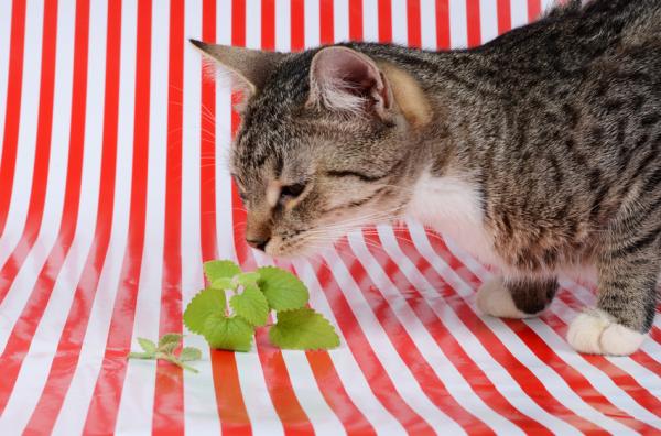 10 dufter som tiltrekker katter - Kattemynte