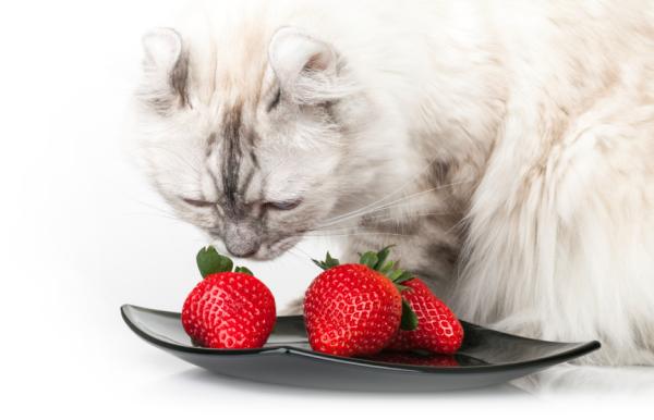10 dufter som tiltrekker katter - Fruktdufter