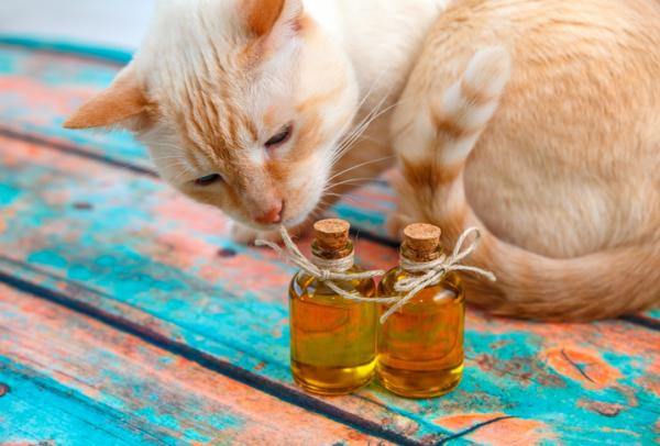 10 dufter som tiltrekker katter - Olivo