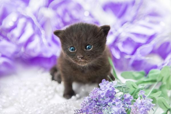 10 dufter som tiltrekker katter - Lavendel