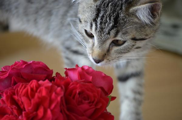 10 dufter som tiltrekker katter - Blomsterdufter