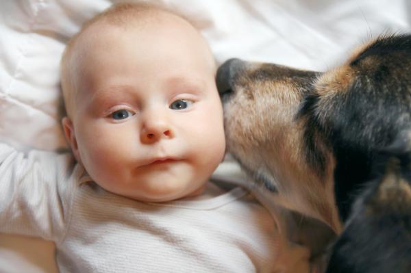 Introdusere babyen riktig for hunden - En rolig og positiv introduksjon