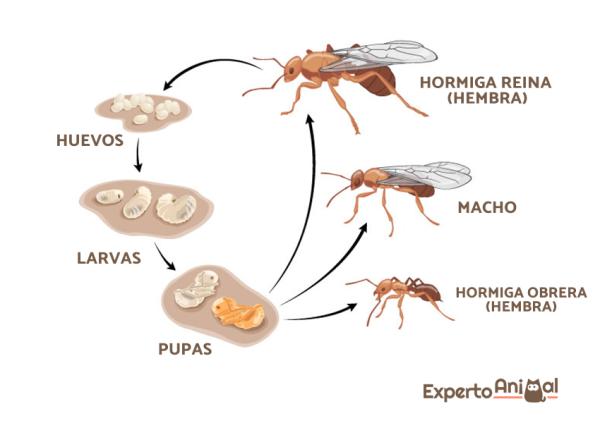 Hvordan formerer maur seg?  - Maurenes eusamfunn
