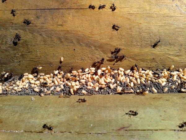 Hvordan formerer maur seg?  - Fødsel av en ny koloni