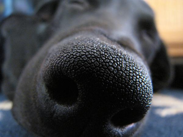 Hvorfor har hunden min tørr nese?  - Valpesyke eller parvovirus