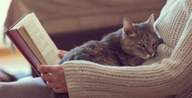 5 tips for a fa en katts tillit