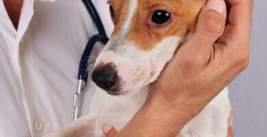 Allergitester for hunder