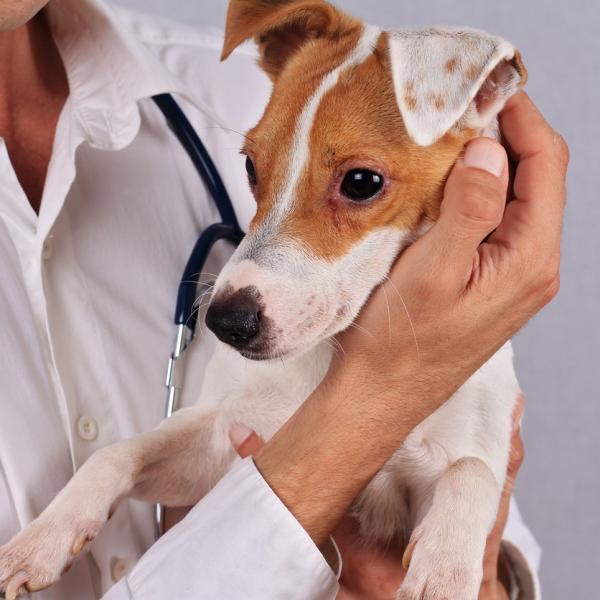 Allergitester for hunder