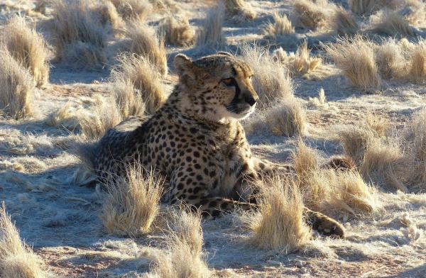Alt om gepardens habitat