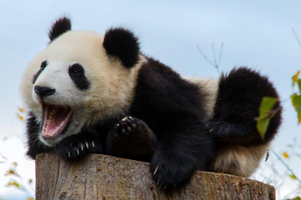 Alt om pandabjornens habitat