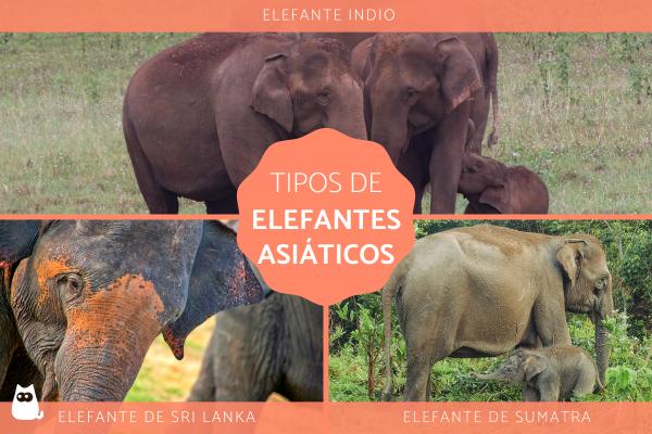 Asiatiske elefanter typer og egenskaper
