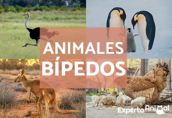 Bipedale dyr eksempler og kjennetegn