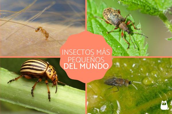De 10 minste insektene i verden