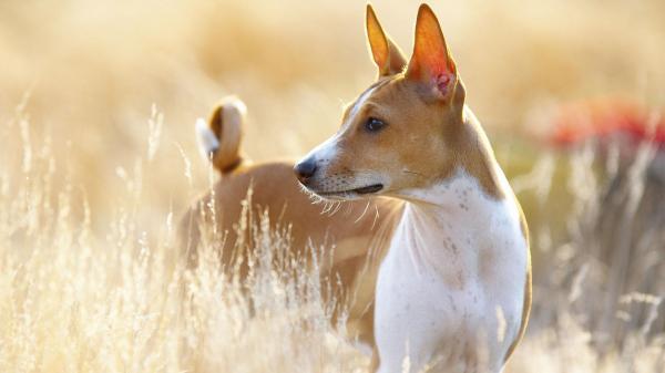 De 18 eldste hunderasene i verden ifolge vitenskapelige studier