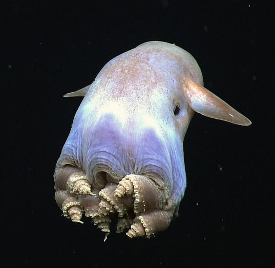 De 7 sjeldneste marine dyrene i verden