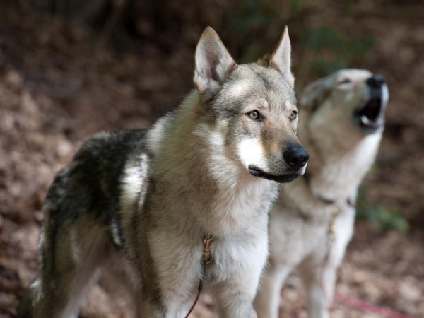 Er den tsjekkoslovakiske ulvehunden en hybrid