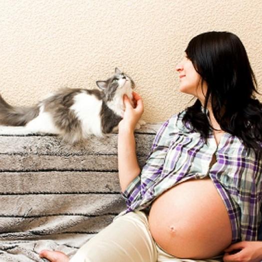 Er det ille a ha katter under graviditet