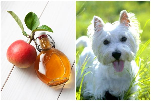 Fordeler med eplecidereddik for hunder
