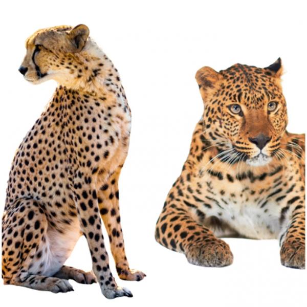Forskjeller mellom gepard og leopard