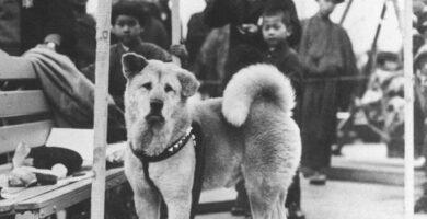 Historien om Hachiko den trofaste hunden