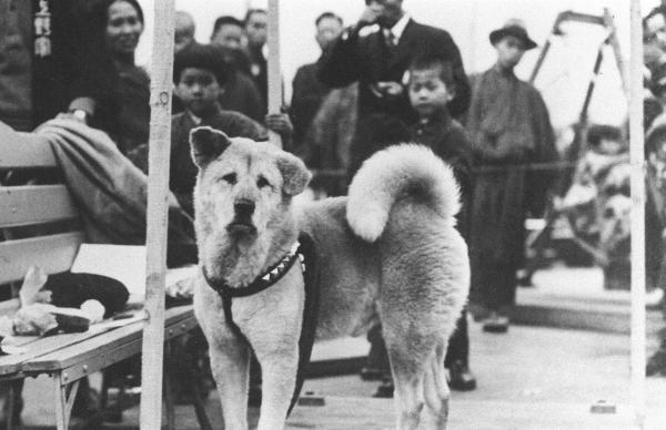 Historien om Hachiko den trofaste hunden