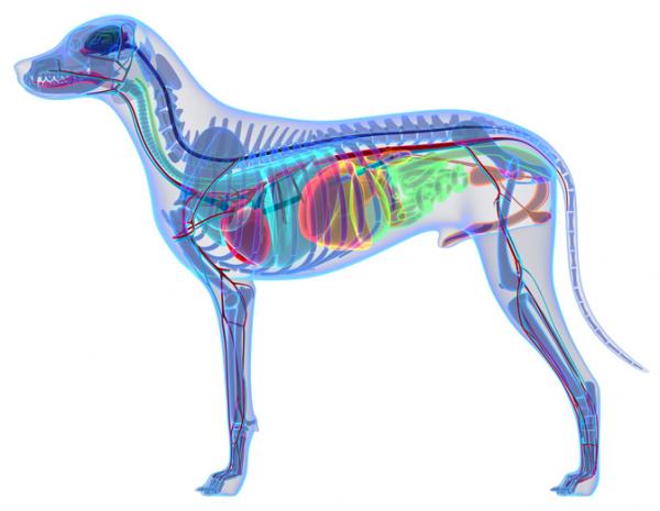 Hundens anatomi ekstern og intern