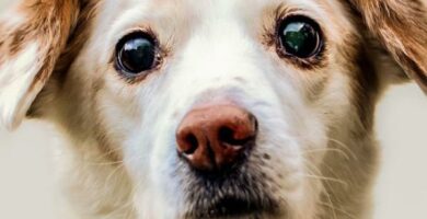 Hva skal jeg gjore hvis en hunds analkjertler er betent