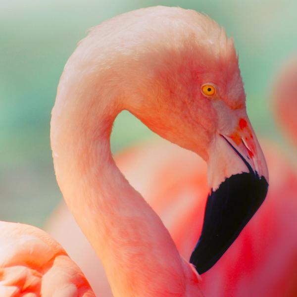 Hvor bor flamingoer i Spania