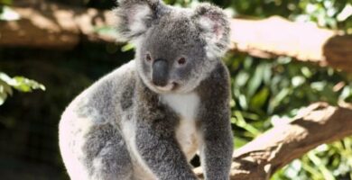 Hvor bor koalaene