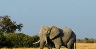 Hvor mange ar lever en elefant