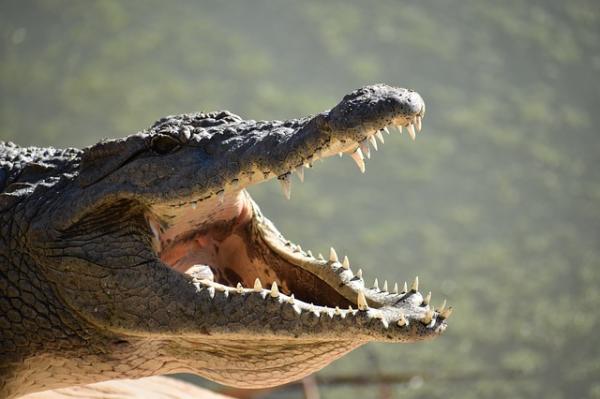 Hvor mange tenner har en krokodille