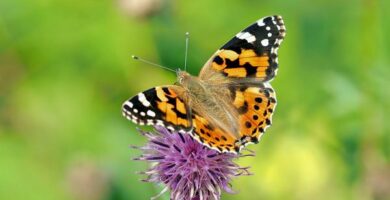 Hvor og hvordan puster insekter