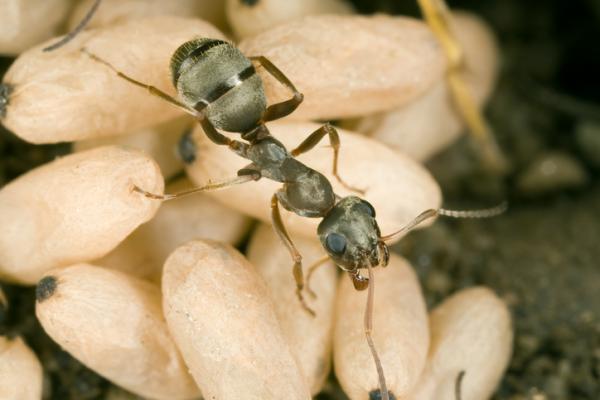 Hvordan blir maur fodt