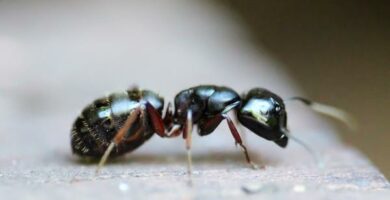 Hvordan formerer maur seg