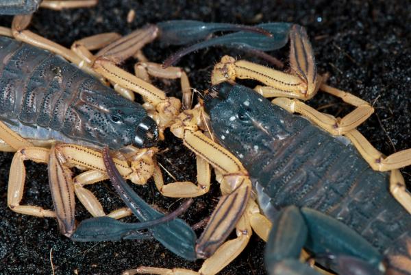 Hvordan formerer skorpioner seg