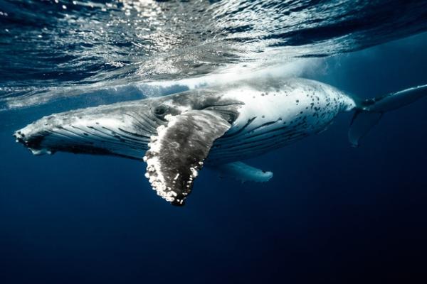 Hvordan kommuniserer hvaler