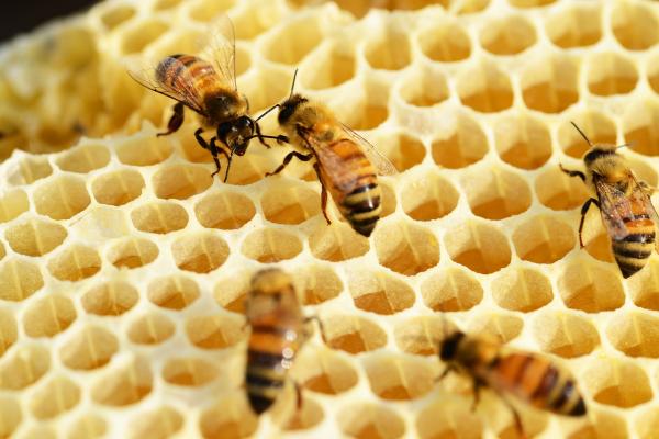 Hvordan lager bier honning