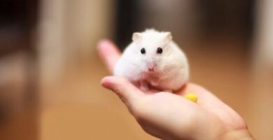 Hvorfor klor hamsteren min mye