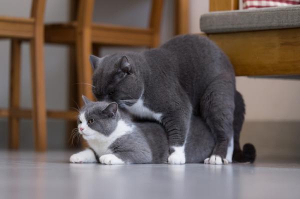 Hvorfor lager katter mye stoy nar de parer seg