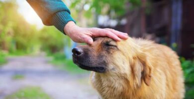 Hvorfor senker hunden min orene nar jeg klapper ham