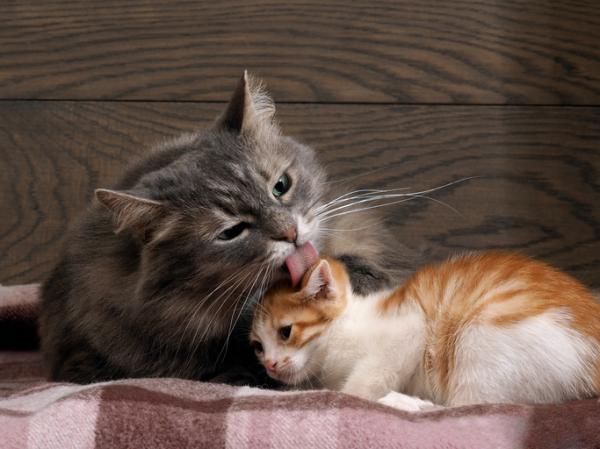 Hvorfor slikker katter hverandre
