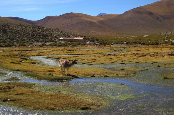 Innfodte dyr i Chile