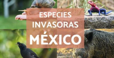 Invasive arter i Mexico eksempler