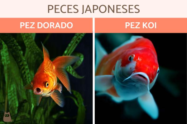 Japansk fisk typer og egenskaper