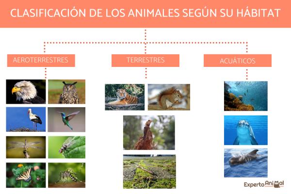 Klassifisering av dyr i henhold til deres habitat
